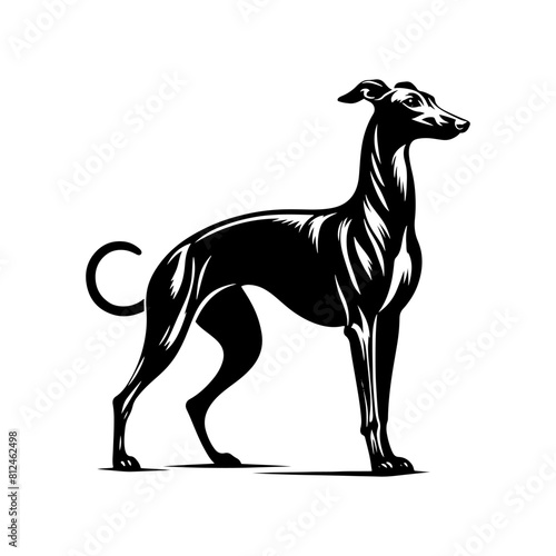 Italian Greyhound Silhouette - Graceful Lines Capture the Beauty and Speed of this Elegant Breed- Italian Grey Hound Illustration- minimalist Italian grey hound vector.