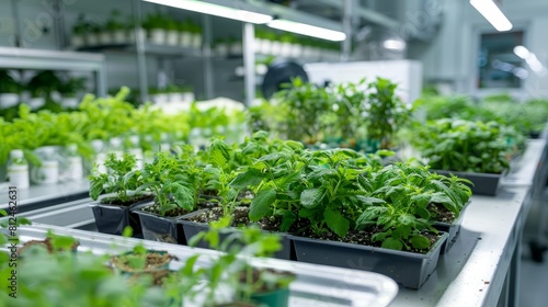 An experimental laboratory of plants are bred in the biotechnological process © Media Srock