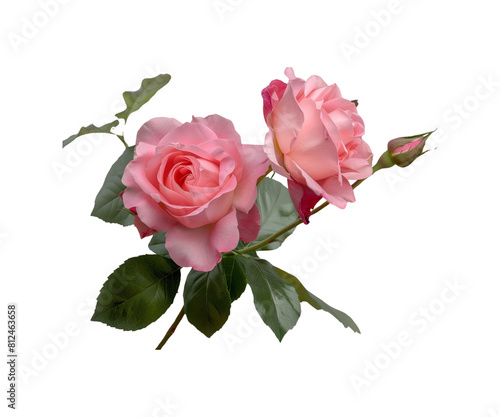 Pink Rose Bouquet on White Background
