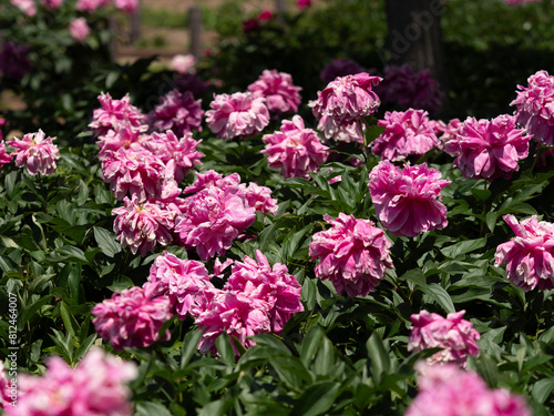 赤紫色の鮮やかなシャクヤクの花