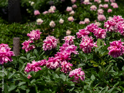 赤紫色の鮮やかなシャクヤクの花
