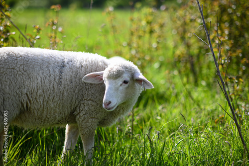 little lambs graze on a green meadow