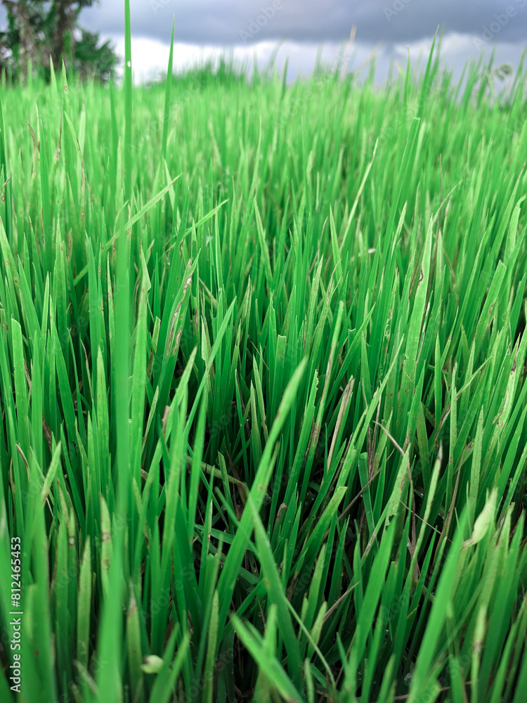 Obraz premium green grass in the wind