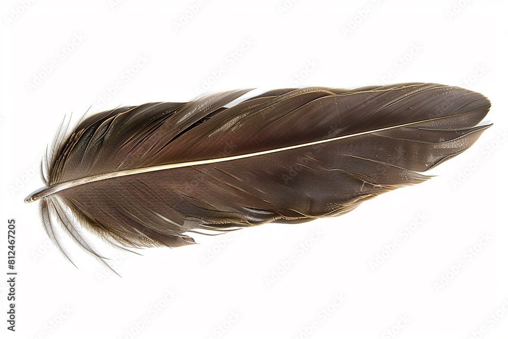Background Isolate griffin feather, Griffon vulture feather, fantasy realistic concept. Background Isolate griffin feather, Griffon vulture feather, fantasy realistic concept.