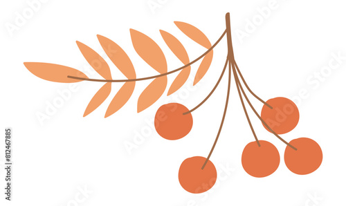 Rowan berry twig in flat design. Autumn rowanberry with orange leaves. Vector illustration isolated.