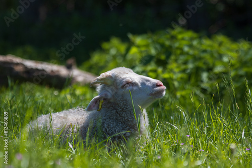 Junges Schaf sitzt entspannt beim Wiederkäuen im Gras und genießt die Sonne im Frühling. photo