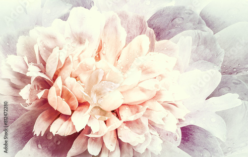 Flower  peony.   Floral vintage background.   Petals peonies.  Close-up. Nature.