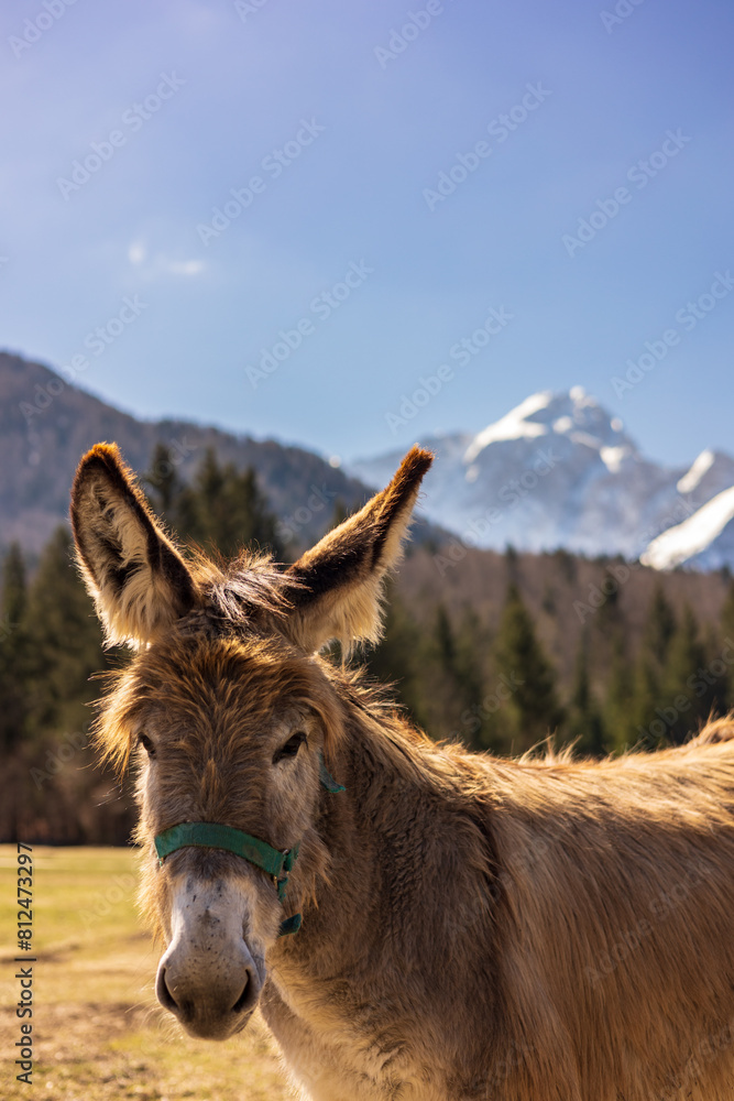 Fototapeta premium Donkeys in a mountain farm
