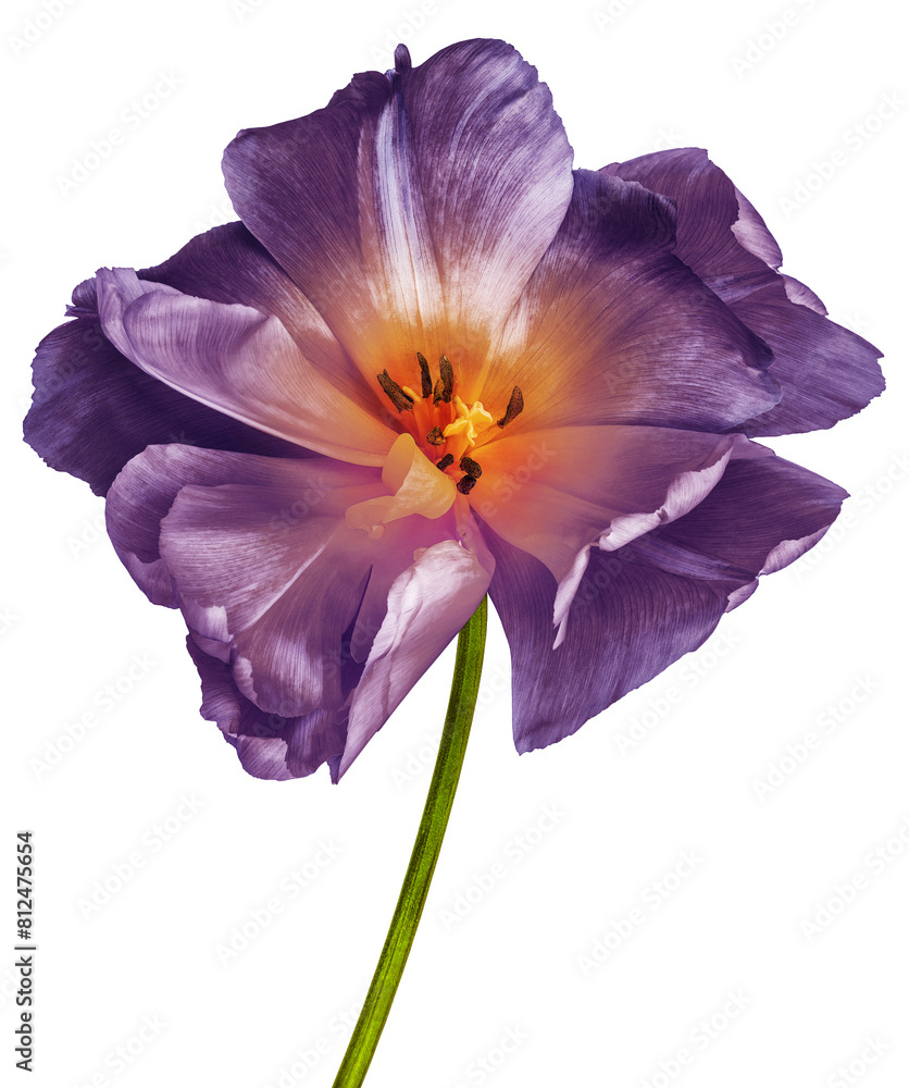 Naklejka premium Tulip. Flower on isolated background . For design. Closeup. Transparent background. 