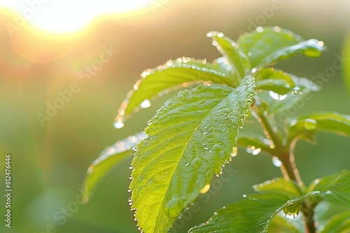 Tranquil Beauty: Lush Green Leaf Adorned with a Water Droplet