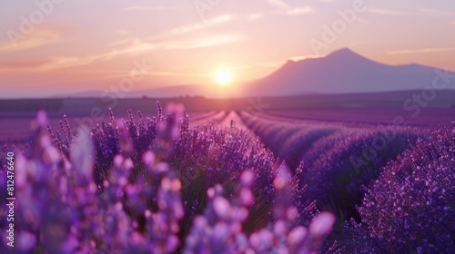 fioletowe pole lawendy w Valensole o zachodzie słońca