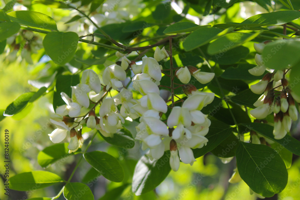 acacia, spring blossom of acacia tree, white acacia flowers and green fresh leaves close-up acacia, spring blossom of acacia tree, white acacia flowers and green fresh leaves close-up