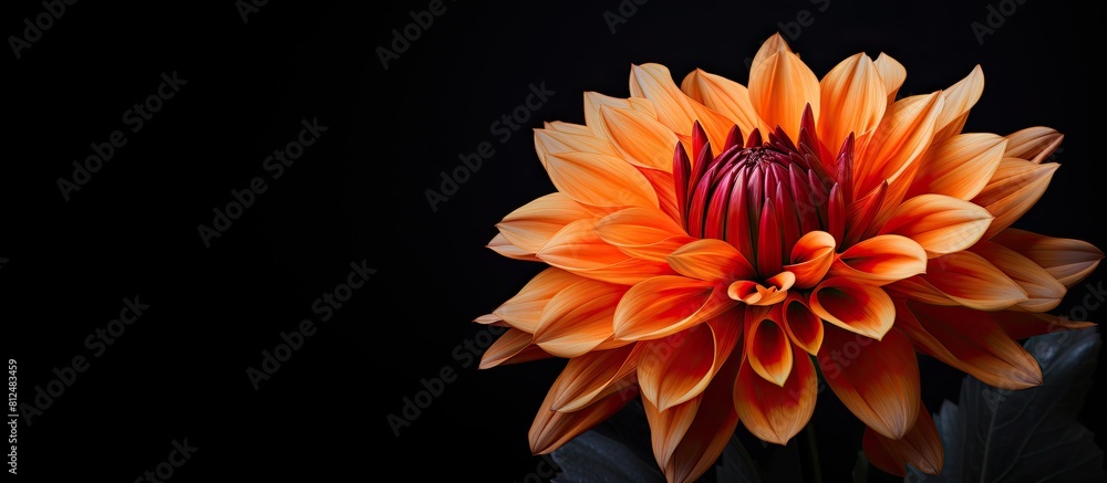 An orange Dahlia flower head stands out against a dark background creating a floral macro image It showcases the beautiful bloom of the Dahlia which adds a touch of autumn beauty to the black backdro An orange Dahlia flower head stands out against a dark background creating a floral macro image It showcases the beautiful bloom of the Dahlia which adds a touch of autumn beauty to the black backdro