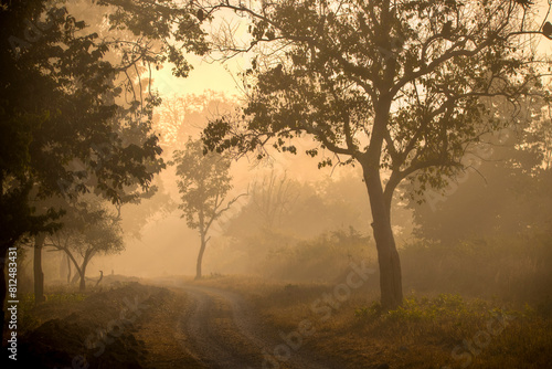 Wallpaper Mural misty morning sunrise in Corbett national Park Uttarakhand Torontodigital.ca