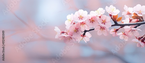 A soft and blurred sakura flower with ample copy space for an enchanting background image