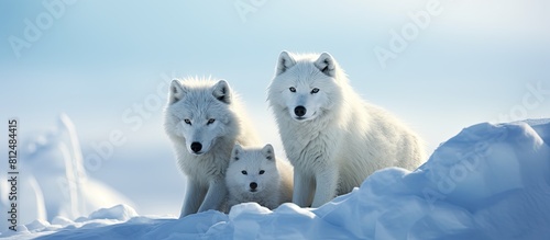 Arctic wolves with their characteristic white fur inhabit the remote and frigid regions of the Arctic A copy space image of these majestic animals captures their striking beauty and resilience in the