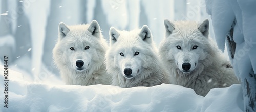 Arctic wolves with their characteristic white fur inhabit the remote and frigid regions of the Arctic A copy space image of these majestic animals captures their striking beauty and resilience in the