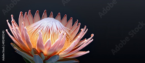 A beautiful king protea flower with a copy space image