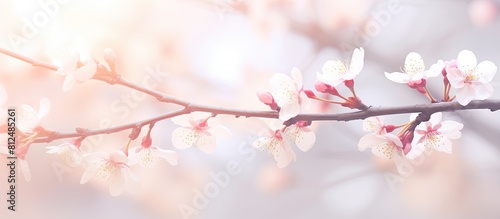 A beautiful pastel toned spring blossom with soft and dreamy bokeh background creating an abstract and blurred image that is perfect for a card or as a background. Creative banner. Copyspace image