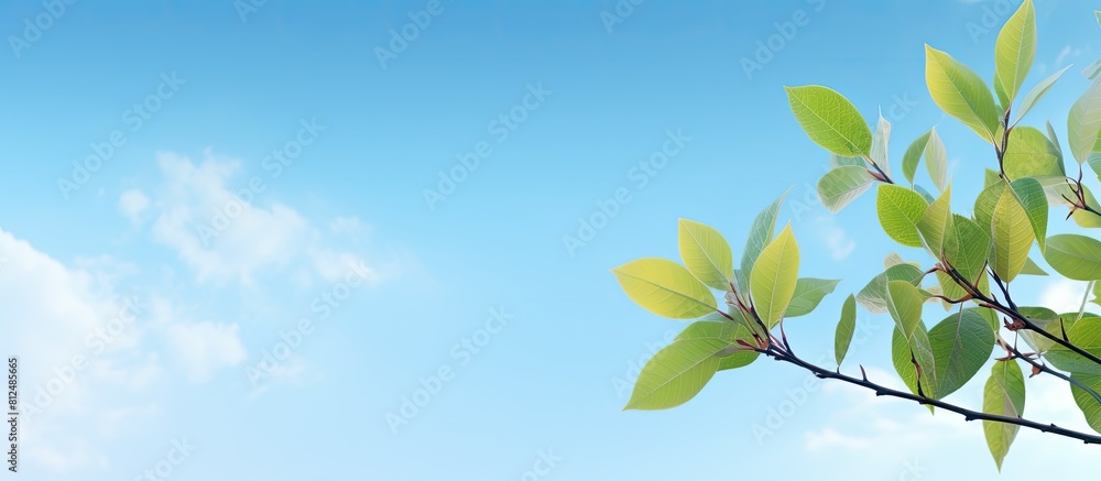 Obraz premium A horizontal blue sky background with fresh foliage providing a vibrant and natural ambiance perfect for copy space image