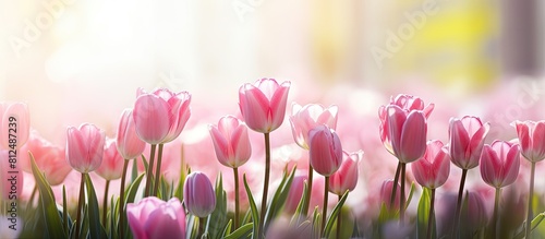 A close up image of pink tulips in a sunny garden with space for text. Creative banner. Copyspace image #812487239