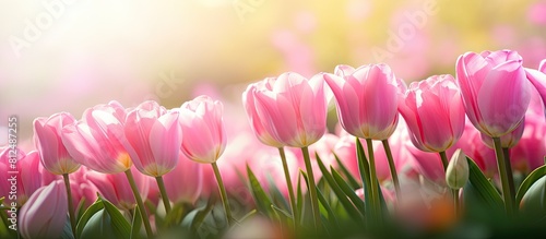 A close up image of pink tulips in a sunny garden with space for text. Creative banner. Copyspace image #812487255