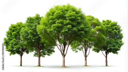 Group of tree isolated on white. clipping path