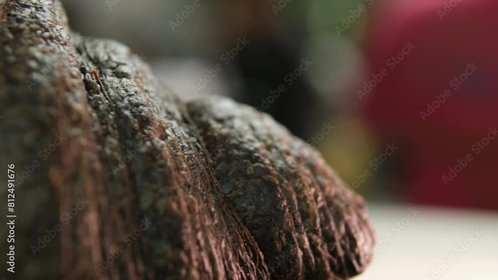 Black croissant baking and rising on tray against, black background. French cuisine, breakfast, food, cooking, pastry and time lapse concept Black croissant baking and rising on tray against, black background. French cuisine, breakfast, food, cooking, pastry and time lapse concept