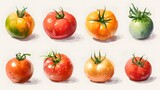 A flat drawing of different tomatoes on a white background

