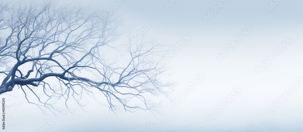 custom made wallpaper toronto digitalA copy space image that captures the serene beauty of winter showcasing the intertwining branches of trees against the backdrop of a clear sky