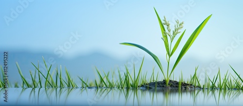This copy space image captures a morning scene of a rice plant just planted and beginning to blossom with its seeds