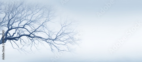 Wallpaper Mural A copy space image that captures the serene beauty of winter showcasing the intertwining branches of trees against the backdrop of a clear sky Torontodigital.ca