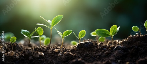 A copy space image depicting the growth of young plants on soil symbolizing the connection to ecology or nature and offering room for displaying texts