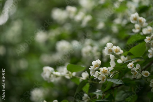 Photos blooming jasmine flowers closeup on a summer day after the rain