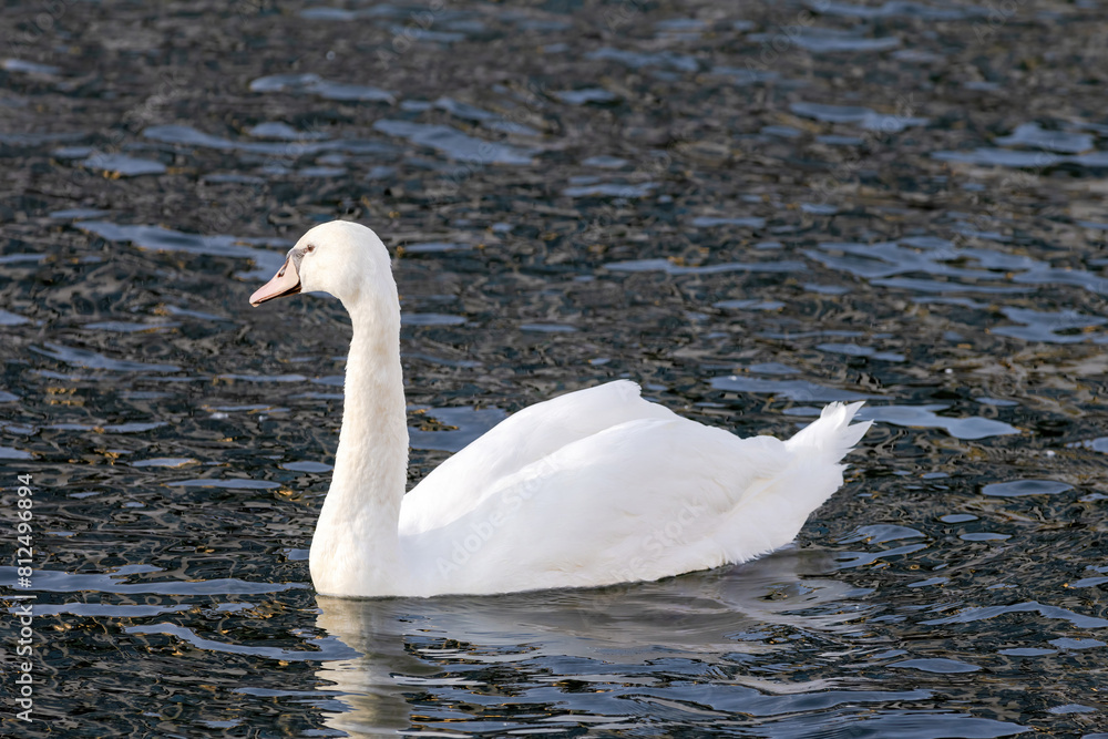 Fototapeta premium A swan is swimming in the water