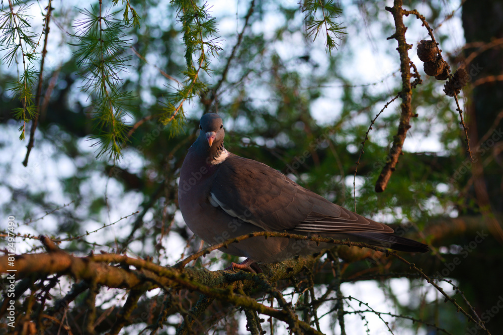 Fototapeta premium A pidgeon sitting on a tree.