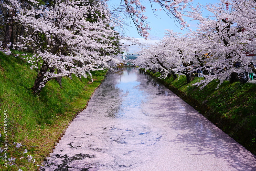 Pink Sakura or Cherry Blossom Tunnel and Moat of Hirosaki Castle in Aomori, Japan - 日本 青森 弘前城 外濠 桜のトンネル Pink Sakura or Cherry Blossom Tunnel and Moat of Hirosaki Castle in Aomori, Japan - 日本 青森 弘前城 外濠 桜のトンネル
