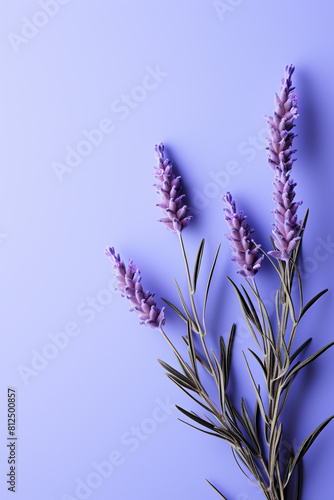 Lavender sprigs on bright background with copyspace