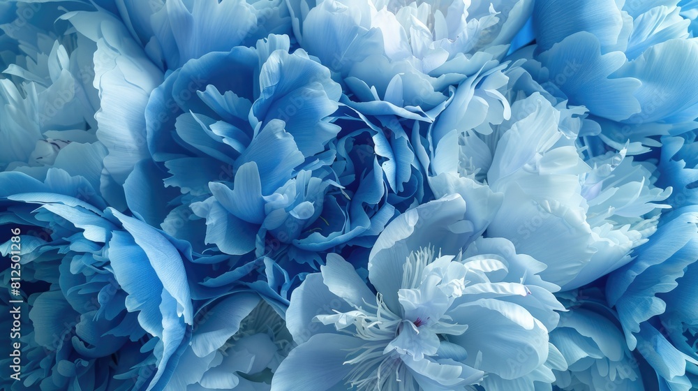 Blue peonies in bloom on a spring floral backdrop Peony petals up close in natural surroundings Blue peonies in bloom on a spring floral backdrop Peony petals up close in natural surroundings