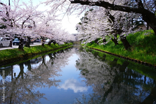 Wallpaper Mural Pink Sakura or Cherry Blossom Tunnel and Moat of Hirosaki Castle in Aomori, Japan - 日本 青森 弘前城 外濠 桜のトンネル Torontodigital.ca