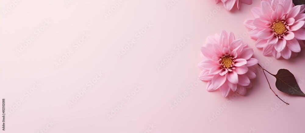 Fototapeta premium A minimal floral arrangement composed of a single pink flower resting on a soft pastel pink backdrop creates a delightful spring themed image The arrangement is neatly positioned for a flat lay photo