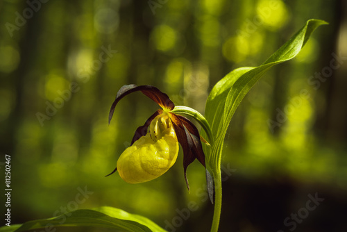 Storczyk rosnący w lesie - obuwik
