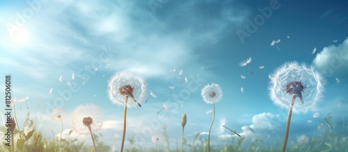 The sky serves as a backdrop for dandelions creating a beautiful image with plenty of space for additional content