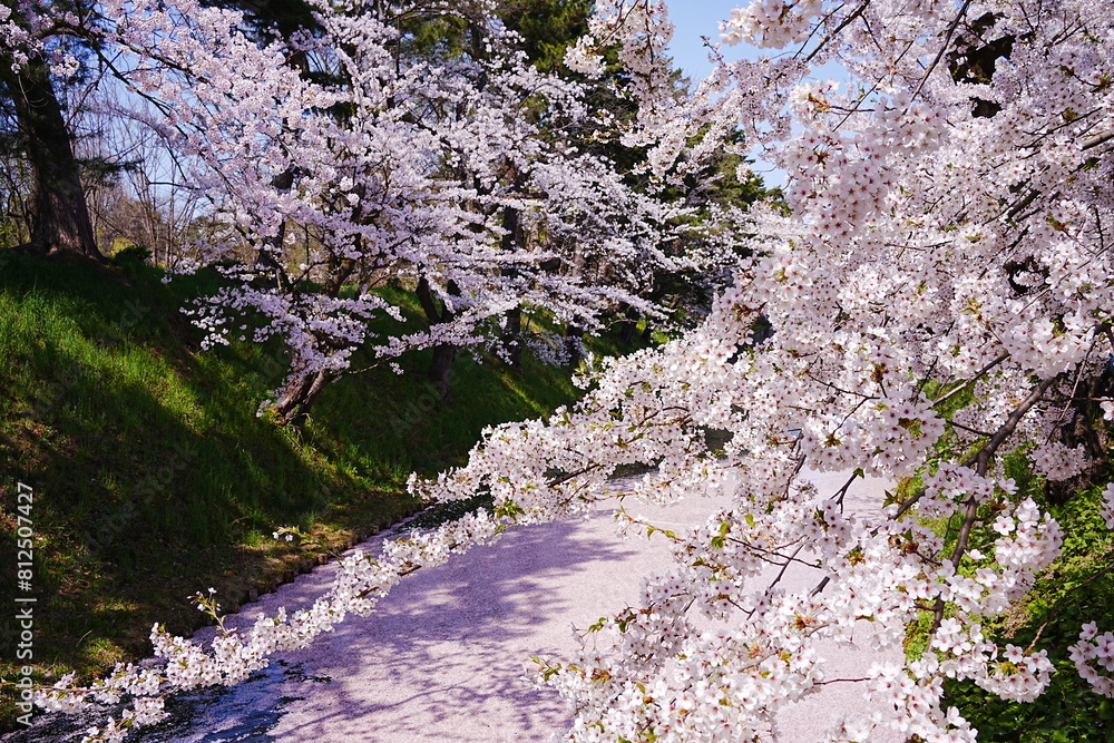 Pink Sakura or Cherry Blossom Tunnel and Moat of Hirosaki Castle in Aomori, Japan - 日本 青森 弘前城 外濠 桜のトンネル Pink Sakura or Cherry Blossom Tunnel and Moat of Hirosaki Castle in Aomori, Japan - 日本 青森 弘前城 外濠 桜のトンネル