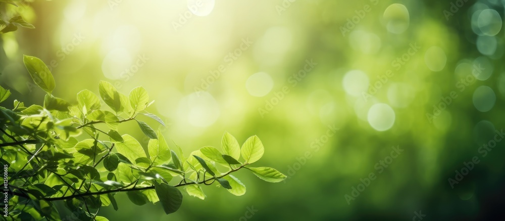 Obraz premium Green nature abstract background with sunlight filtering through trees and bokeh effect Perfect to use as a copy space image