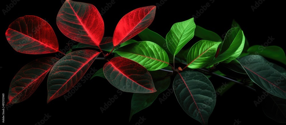 Obraz premium Green leaves with red veins depicting the onset of autumn set against a black patterned backdrop creating a visually captivating copy space image