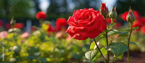 Fototapeta Naklejka Na Ścianę i Meble -  A beautiful view of a flowering garden depicting a vibrant red rose flower along with young rosebuds set against a blurred green background offers a captivating copy space image