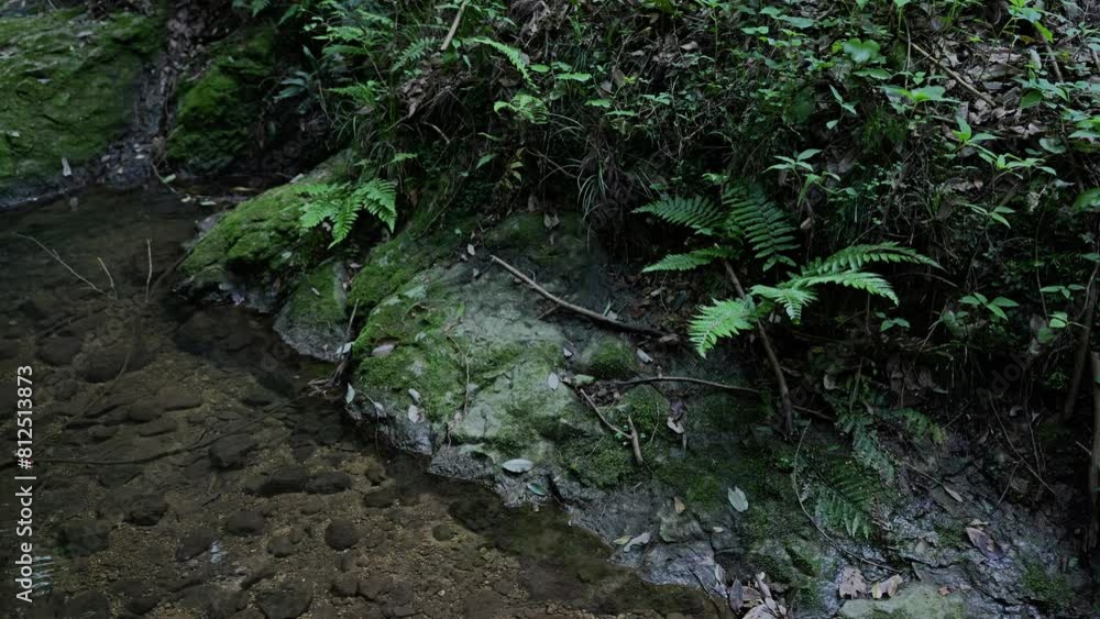 Water clear stream river flowing in the deep forest. Close up Water clear stream river flowing in the deep forest. Close up
