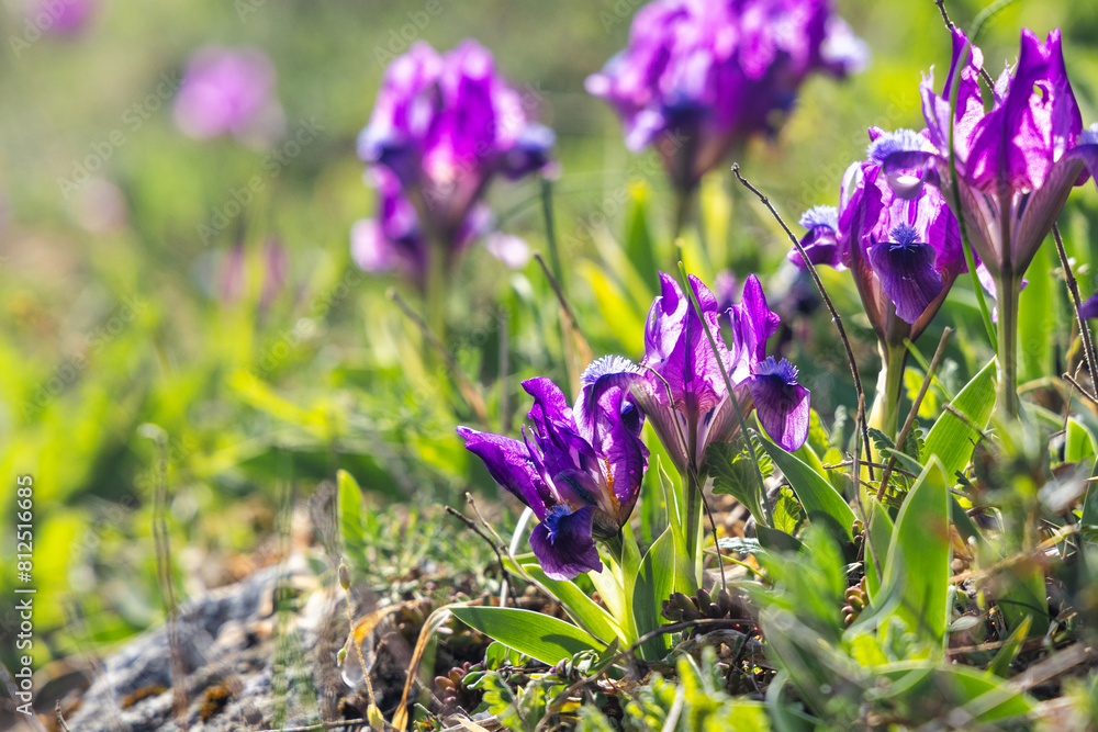 Purple flowers bloom amidst the grass, creating a natural landscape Purple flowers bloom amidst the grass, creating a natural landscape