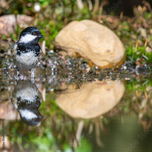 coal tit drinking water with reflection